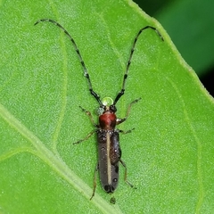 Apagomerella versicolor