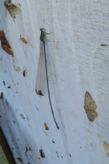 Mecistogaster modesta