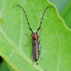 Apagomerella versicolor