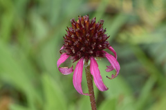 Echinacea atrorubens