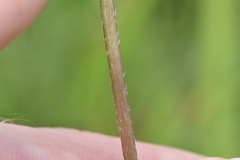 Echinacea atrorubens