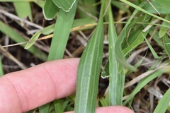 Echinacea atrorubens