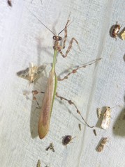 Vates pectinata