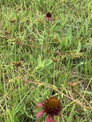 Echinacea atrorubens