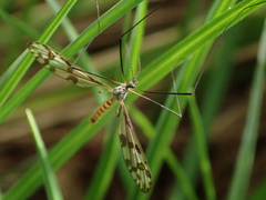 Idioptera linnei