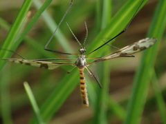 Idioptera linnei