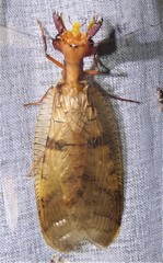 Platyneuromus honduranus