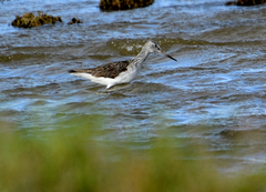 Tringa nebularia