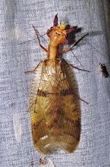 Platyneuromus honduranus