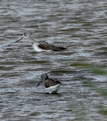 Tringa nebularia