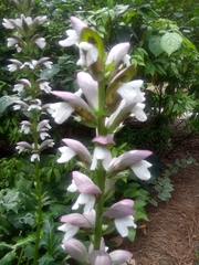 Acanthus mollis