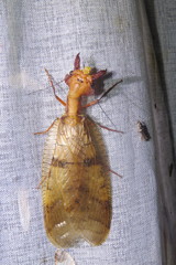 Platyneuromus honduranus