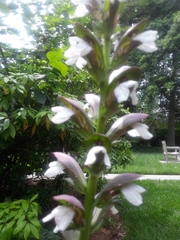 Acanthus mollis