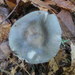 Russula redolens - Photo (c) mycowalt, some rights reserved (CC BY-SA), uploaded by mycowalt