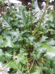 Acanthus mollis