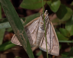 Framinghamia helvalis