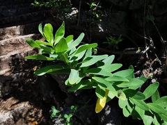 Euphorbia dendroides