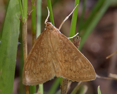 Framinghamia helvalis