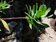 Euphorbia dendroides