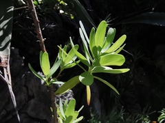 Euphorbia dendroides