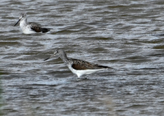 Tringa nebularia
