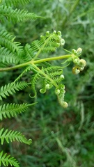 Pteridium aquilinum