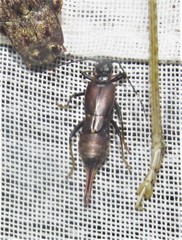Spongiphoridae