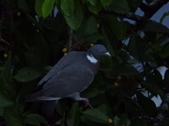 Columba palumbus
