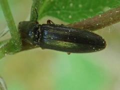 Limonius minutus