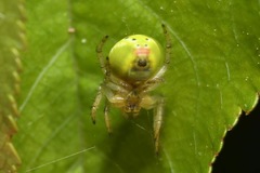 Araniella opisthographa