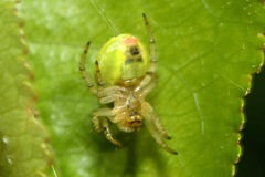 Araniella opisthographa