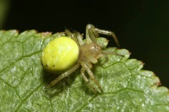 Araniella opisthographa