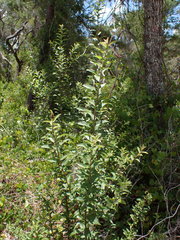 Solidago chapmanii