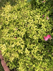 Magnoliopsida