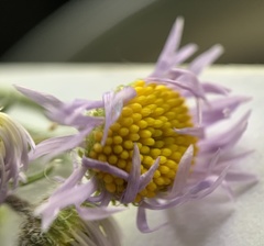 Erigeron pumilus intermedius
