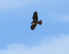 Circus aeruginosus