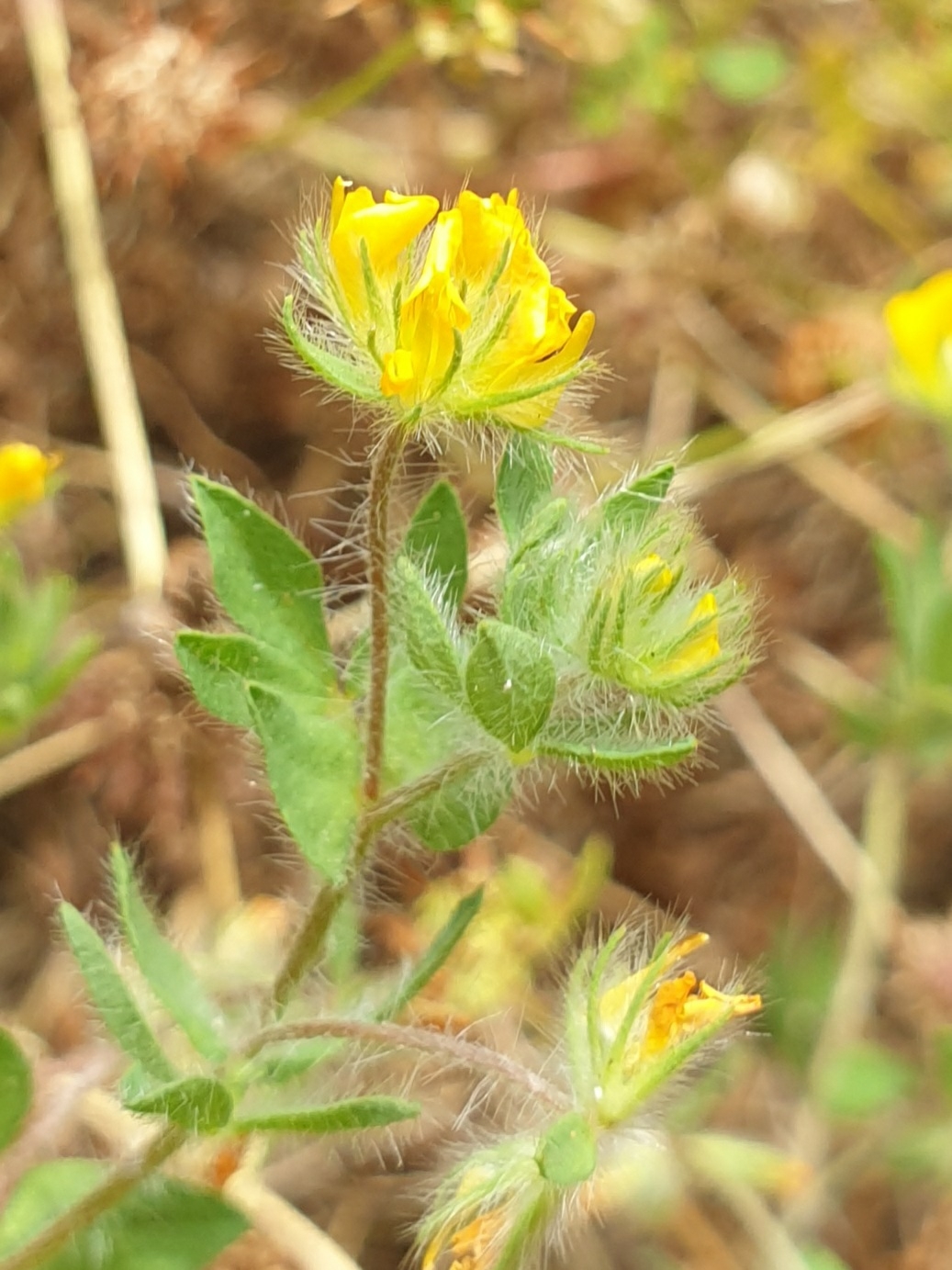 Lotus parviflorus