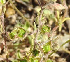 Helianthemum ledifolium