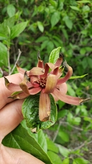 Calycanthus