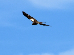 Circus aeruginosus