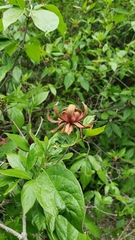 Calycanthus