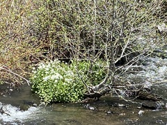 Cardamine cordifolia