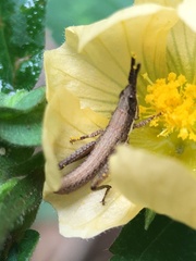 Orthacridini