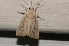 Leucania phragmitidicola