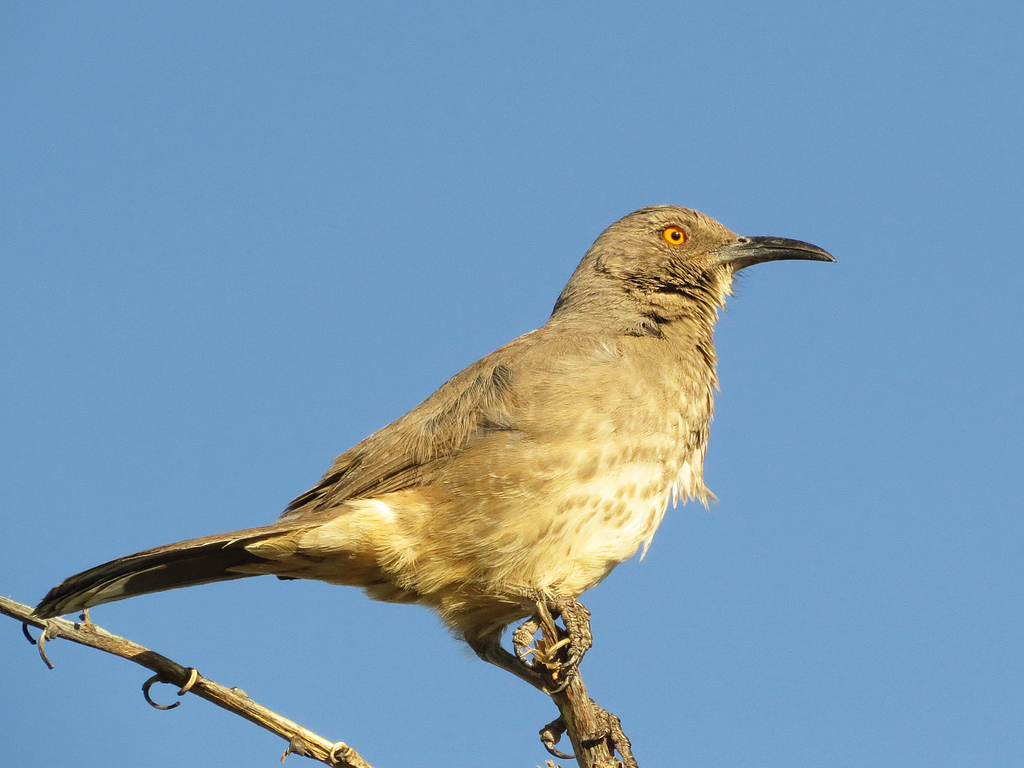 Plateau Thrasher