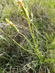 Pseudopodospermum strictum