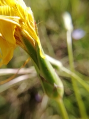 Pseudopodospermum strictum