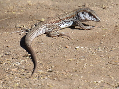 Aspidoscelis maximus