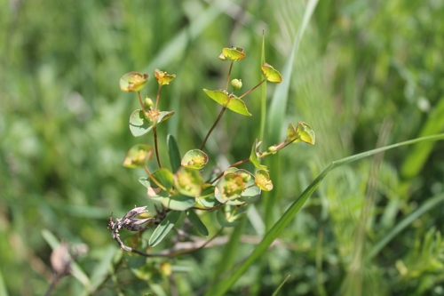 Euphorbia sareptana