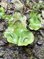 Lunularia cruciata